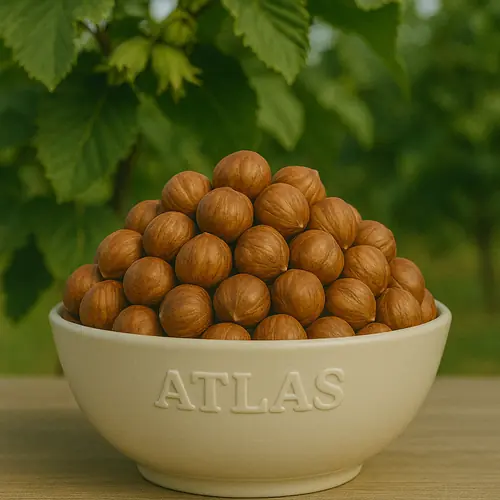 Bulk Turkish hazelnuts packed for export